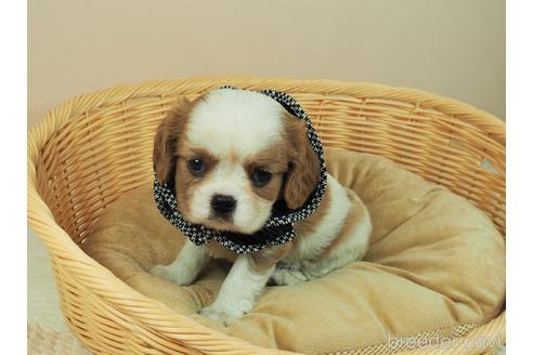 成約済の埼玉県のキャバリアキングチャールズスパニエル-147776の5枚目
